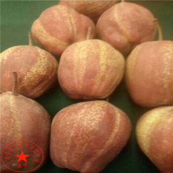 早紅梨苗價(jià)格是多少、早紅梨樹苗一株價(jià)格