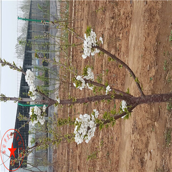 晚秋黃梨苗多少錢(qián)一棵、晚秋黃梨樹(shù)苗行情