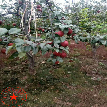 2公分早紅梨樹苗繁殖方式