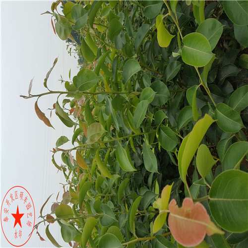 三公分新高梨樹(shù)苗種植技術(shù)
