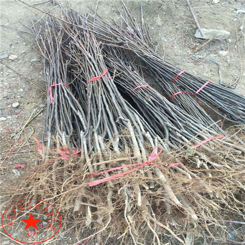 晚秋黃梨苗多少錢(qián)一棵、晚秋黃梨樹(shù)苗行情