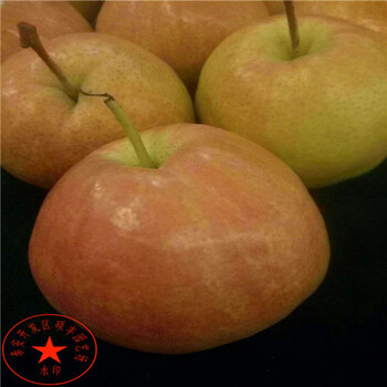 翠冠梨樹(shù)苗適合云南種的品種