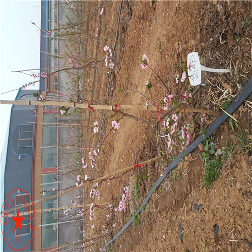 山東喜水梨樹苗產(chǎn)地價(jià)格、山東喜水梨樹苗資料