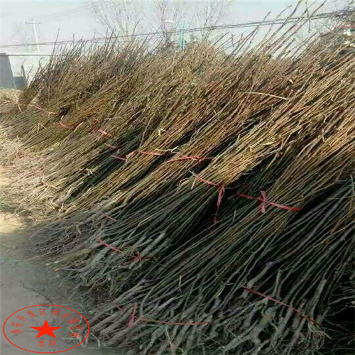 美人酥梨苗多少錢、美人酥梨樹苗多少錢一根