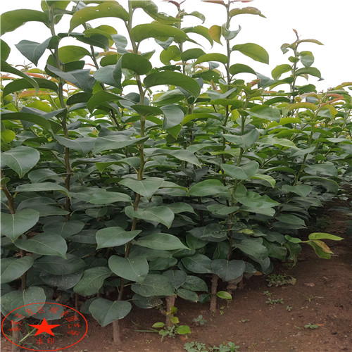 三公分翠冠梨樹(shù)苗銷售價(jià)格、三公分翠冠梨樹(shù)苗管理