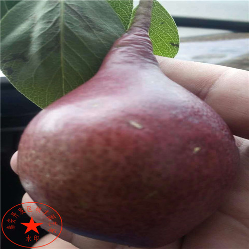 2年生新高梨樹(shù)苗基地