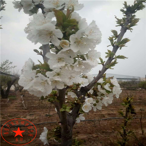 哪里出售秋月梨樹苗格