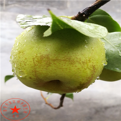 一公分翠冠梨樹(shù)苗批發(fā)價(jià)格