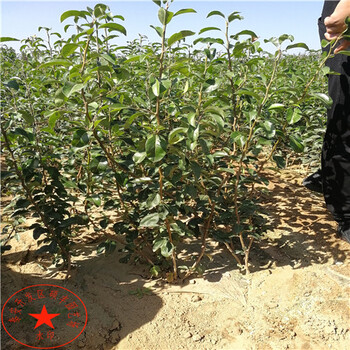 皇冠梨樹苗、皇冠梨樹苗示范園
