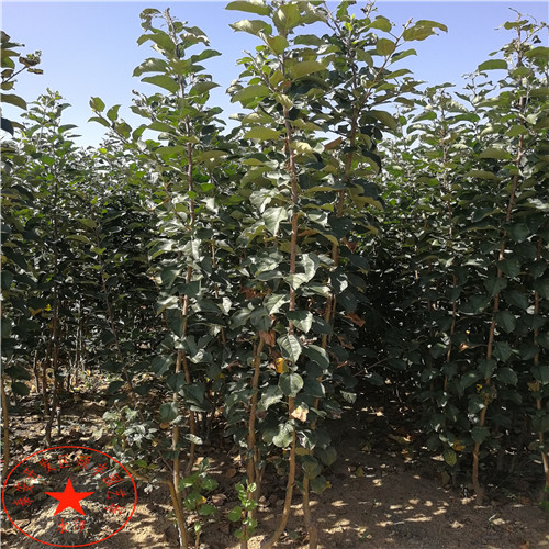 紫巴梨苗示范基地、紫巴梨樹苗單價(jià)是多少