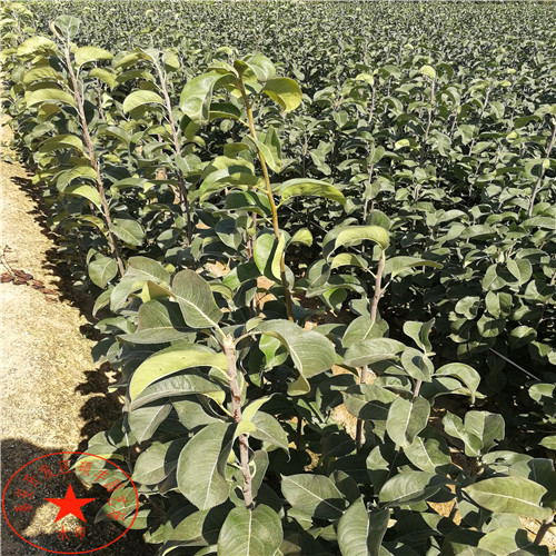 紅茄梨苗示范基地、紅茄梨樹苗管理技術