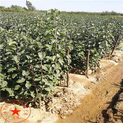 紅安久梨苗多少錢(qián)一棵、紅安久梨樹(shù)苗零售價(jià)格