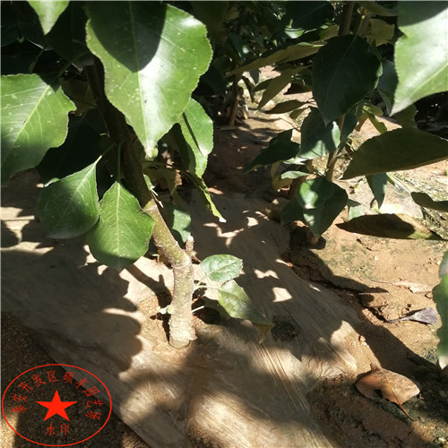 三公分新高梨樹(shù)苗種植技術(shù)