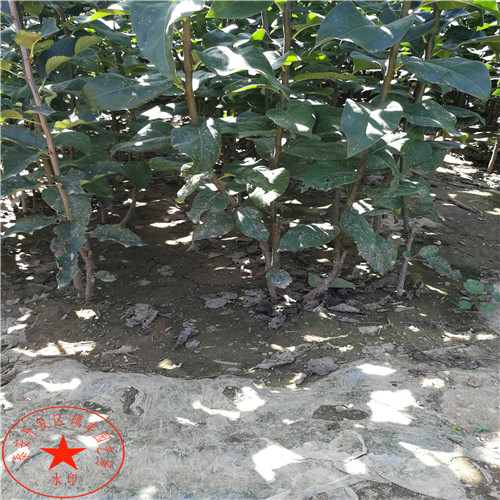 早酥紅梨苗包郵價(jià)格、早酥紅梨樹苗優(yōu)缺點(diǎn)