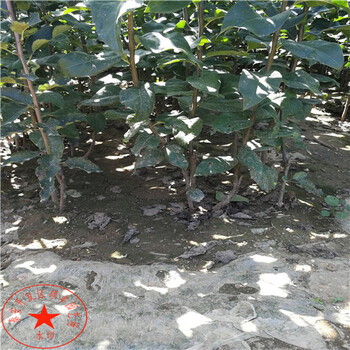 2公分豐水梨樹苗介紹、2公分豐水梨樹苗原產(chǎn)地價(jià)格