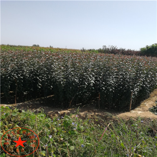 五公分澳紅一號(hào)梨樹苗廠家、五公分澳紅一號(hào)梨樹苗原產(chǎn)地價(jià)格