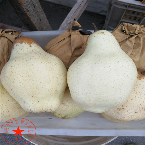 早翠梨梨苗基地、早翠梨梨樹苗怎么管理