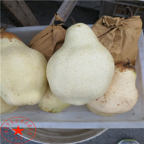 早翠梨梨苗利潤、早翠梨梨樹苗每棵價(jià)格
