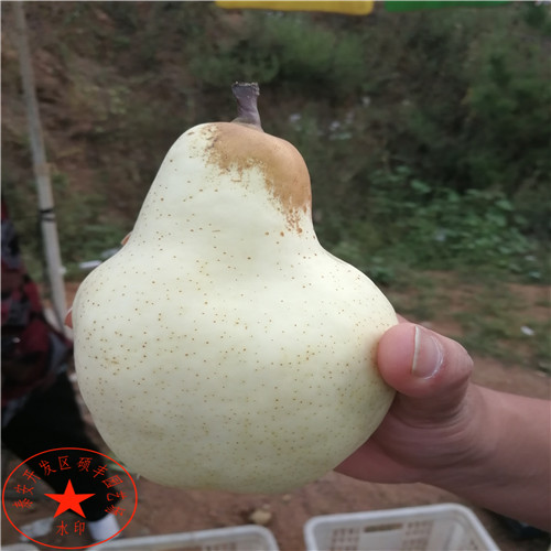 翡翠梨苗介紹、翡翠梨樹(shù)苗零售價(jià)格