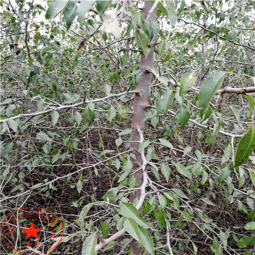 二公分萊陽(yáng)梨樹(shù)苗發(fā)苗基地