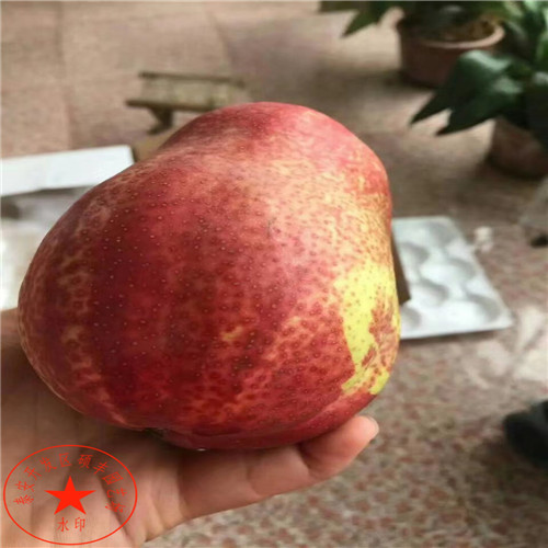 香蕉梨梨樹苗格