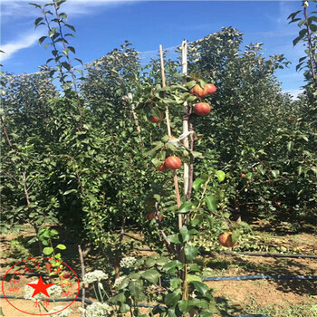 哪里出售紅茄梨樹苗供應(yīng)商、哪里出售紅茄梨樹苗批發(fā)商