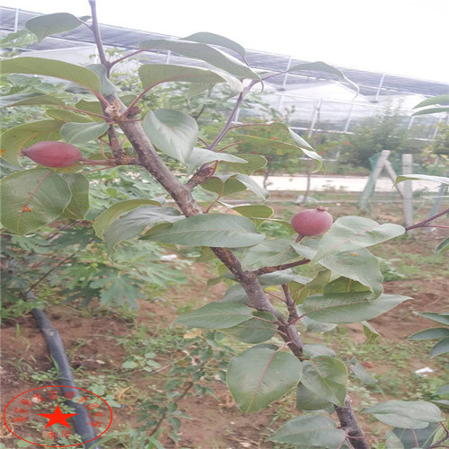 三年生綠寶石梨樹(shù)苗市場(chǎng)、三年生綠寶石梨樹(shù)苗產(chǎn)地報(bào)價(jià)