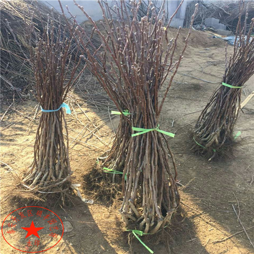2公分碭山酥梨樹苗銷售商、2公分碭山酥梨樹苗銷售價格