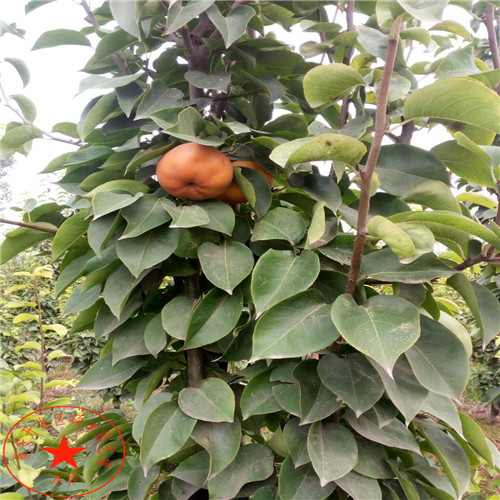 三公分紅安久梨樹(shù)苗優(yōu)缺點(diǎn)