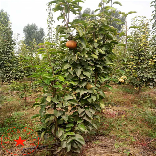 早紅玉 梨苗多少錢一株、早紅玉 梨樹苗多少錢出售