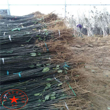五公分中華玉梨樹苗格