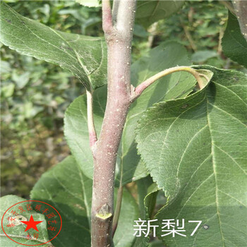 大量批發(fā)中華玉梨樹苗畝產(chǎn)多少斤
