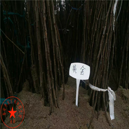 3年生滿天紅梨樹苗詳細(xì)價(jià)格、3年生滿天紅梨樹苗產(chǎn)地批發(fā)價(jià)