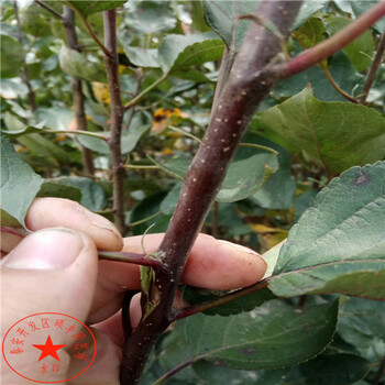 秋月梨苗苗圃、秋月梨樹苗怎么處理