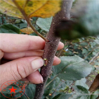 1公分紅茄梨樹(shù)苗詳細(xì)價(jià)格、1公分紅茄梨樹(shù)苗哪里有