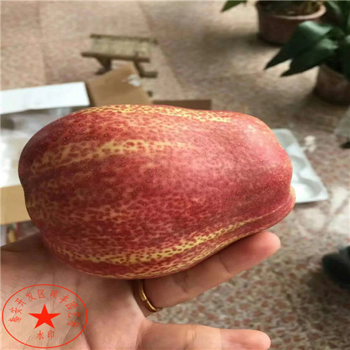出售南水梨樹苗一株價(jià)格