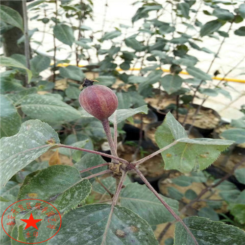 5公分南水梨樹苗市場(chǎng)行情、5公分南水梨樹苗批發(fā)價(jià)