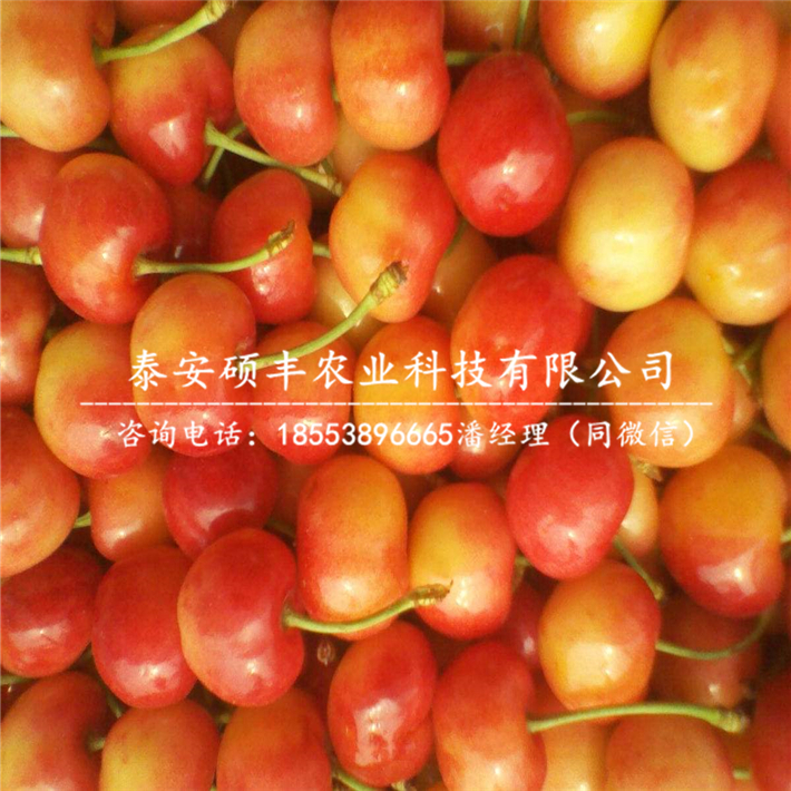 2公分矮化樱桃苗品种价格