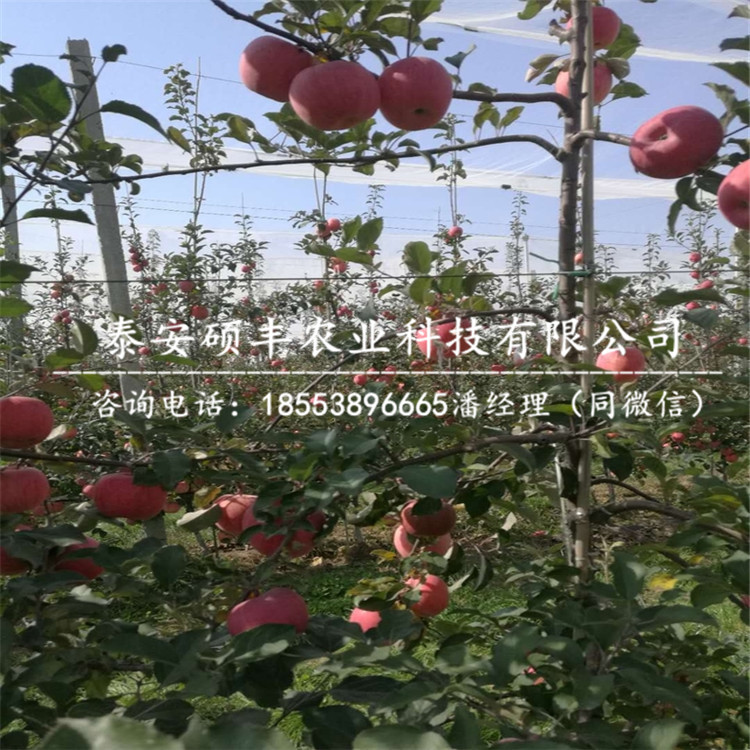 哪里有藤牧1號(hào)蘋(píng)果苗、藤牧1號(hào)蘋(píng)果苗多少錢一根