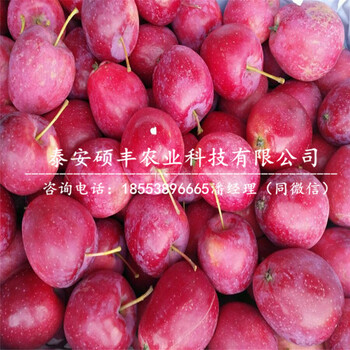 3公分嘎啦蘋果苗示范基地、3公分嘎啦蘋果苗一顆多少錢