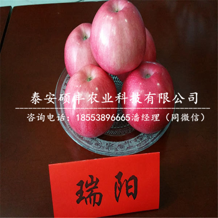 矮化新疆阿克蘇蘋(píng)果苗詳細(xì)價(jià)格、矮化新疆阿克蘇蘋(píng)果苗怎么處理