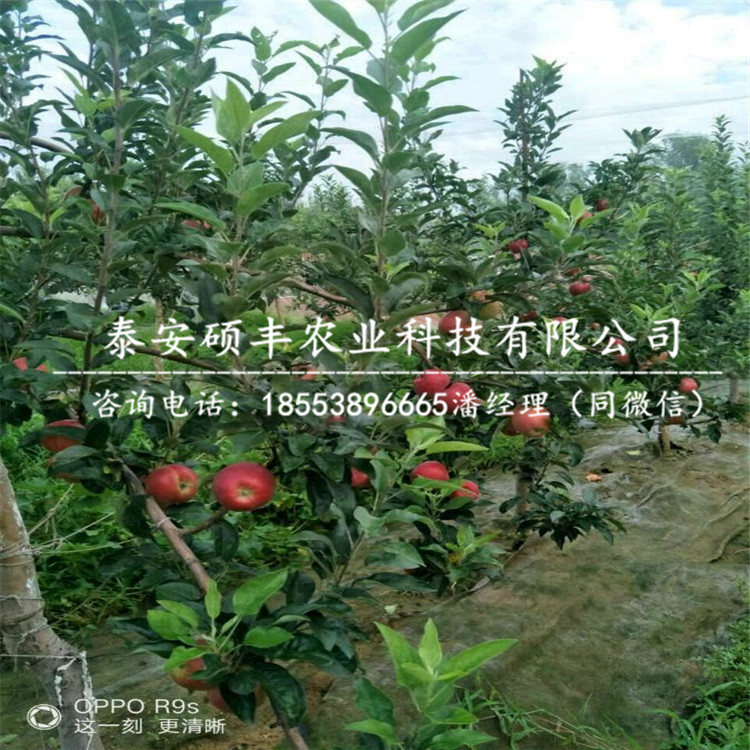 嫁接華紅蘋果苗供貨商、嫁接華紅蘋果苗價格
