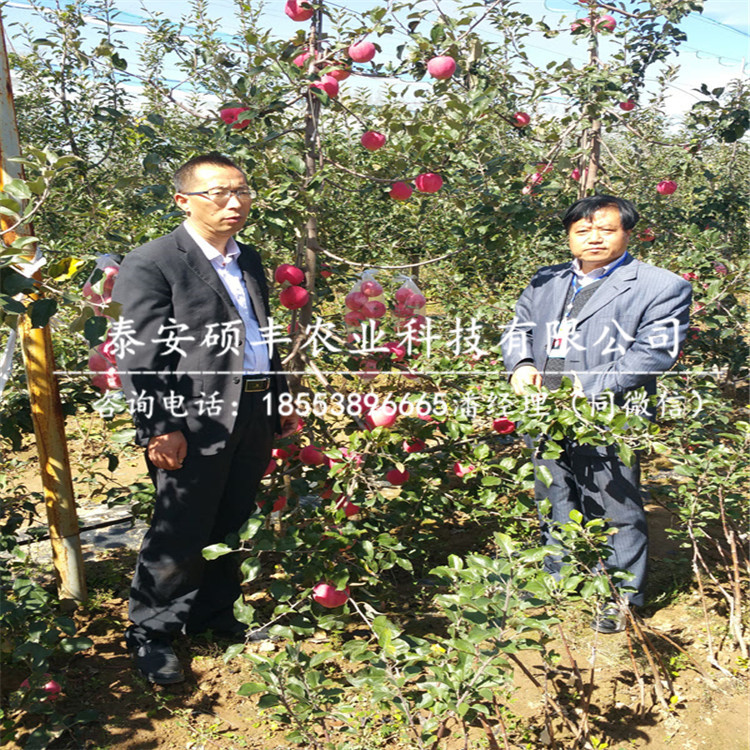 4公分秦冠蘋果苗成品苗價(jià)格