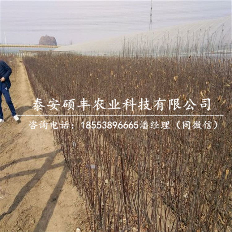 曙光蘋(píng)果苗條件、曙光蘋(píng)果苗發(fā)苗基地