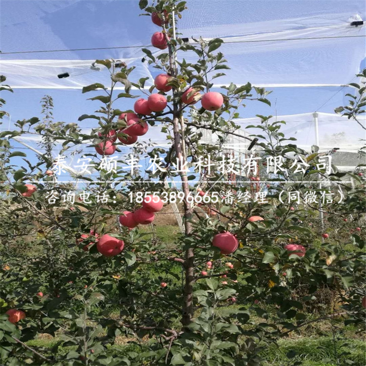紅嘎啦蘋果苗廠家、紅嘎啦蘋果苗詳細(xì)價格