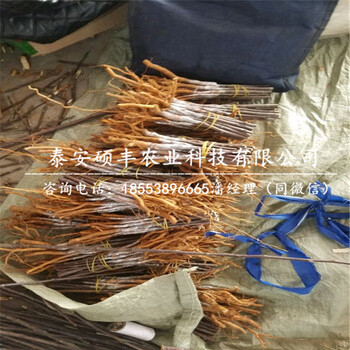 2公分瑞雪蘋果苗資料、2公分瑞雪蘋果苗廠家價格