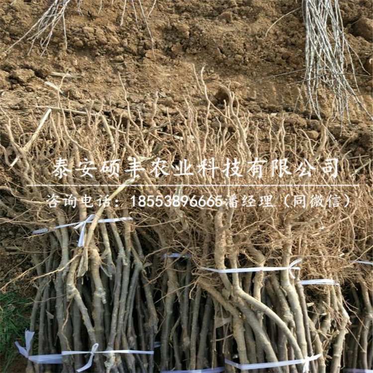 嫁接秋光蘋果苗批發(fā)價格、嫁接秋光蘋果苗產(chǎn)地批發(fā)價