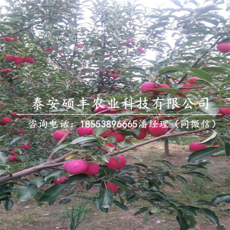 嘎啦蘋果苗銷售、嘎啦蘋果苗銷售價(jià)格