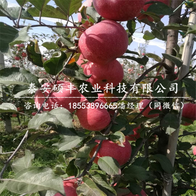 青香蕉蘋果苗供應(yīng)商、青香蕉蘋果苗市場(chǎng)行情