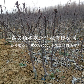 3公分甘紅蘋(píng)果苗哪里好、3公分甘紅蘋(píng)果苗缺點(diǎn)